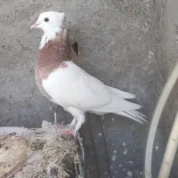 کفتر