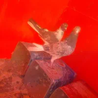 کفتر شازده سرور|پرنده|صفادشت, |دیوار