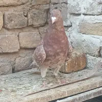 کبوترهفرنگ