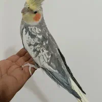عروس هلندی مول و سخنگو|پرنده|فردوس (خراسان), |دیوار