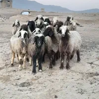 ۲۷راس شیشک میش ترکی داشتی صحرایی آبستن