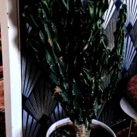 کاکتوس صخره ای