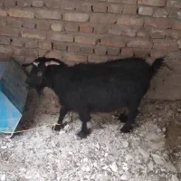 بز  نربز|حیوانات مزرعه|سراوان, |دیوار