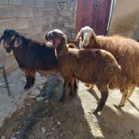 گوساله|حیوانات مزرعه|قروه, |دیوار