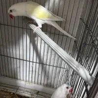 ملنگو رنگی همه رنگ راهب خورشیدی گرین|پرنده|شیراز, شهرک گلها|دیوار