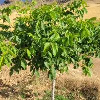 هرس و سم پاشی باغات