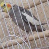 جفت عروس هلندی