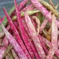 لوبیا  تازه چین