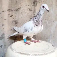 کفتر سار و سرخ و چاپی و دم سیاه