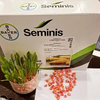 بذر ذرت مکزیکی/بذر ذرت شیرین/بذر ذرت سوپر شیرین