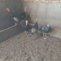 5 عدد بوقلمون نر