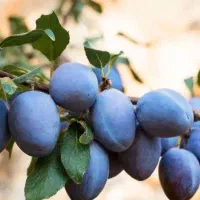 فروش نهال الوسیاه خورشتی بصورت گلدانی