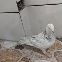 کبوتر کاشونی|پرنده|فرخشهر, |دیوار