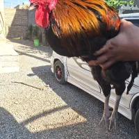 یک خروس جوان ودو مرغ تخم گذار