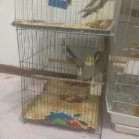 عروس هلندی|پرنده|بومهن, |دیوار