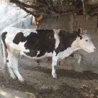 گاو با گوساله نر شیردهی گاو ۴ماه دیگه ابستن210ت