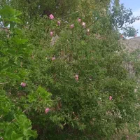 سبزیجات