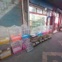 قناری پرطلا خیابان صمدزاده جنب پیرایش مهدی|پرنده|خوی, |دیوار