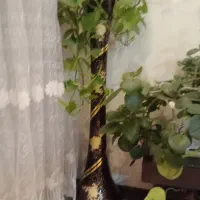 گل و گلدان|گل و گیاه طبیعی|کرج, شهرک البرز ۳|دیوار