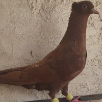 سرخ ماده