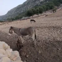 فروش الاغ|حیوانات مزرعه|دهدشت, |دیوار