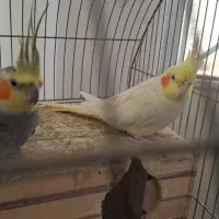 دوعدد عروس هلندی مولد وسخنگو|پرنده|شیراز, ریاستی|دیوار