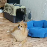 پامر روباهی  ماده تربیت شده