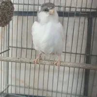 قناری گلستر|پرنده|تهران, مشیریه|دیوار