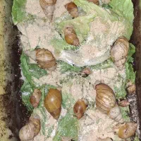فروش حلزون مولد آچاتینا