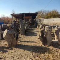 خرید و فروش انواع چوب|خدمات باغبانی و درختکاری|دماوند, دماوند|دیوار