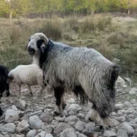 قوچ|حیوانات مزرعه|بوانات, |دیوار