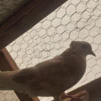 فروش شش عدد کبوتر خوب