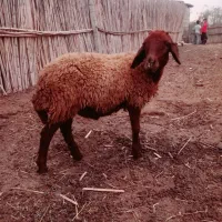 بره نر سالم داشتی