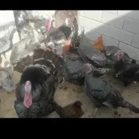 تخم بوقلمون و مرغ شاخدار