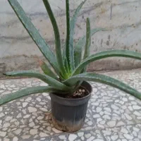 آلوئه ورا|گل و گیاه طبیعی|کاشان, فاز ۲ ناجی آباد|دیوار