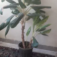 گل ها فیکوس برگ انجیری