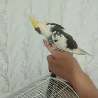 عروس هلندی ابلغ