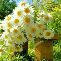 پیمانکاری غذای پرسنلی و شرکتی و ویژه