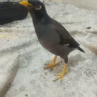 فروش مرغ مینا با طوطی عروس