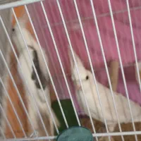 عروس هلندی|پرنده|گلبهار, شهر جدید گلبهار|دیوار