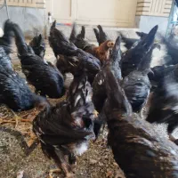 مرغ وخروس بلک استار