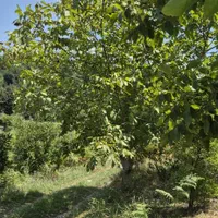 باغچه 400 متری ویودار محصور در مرزیکلا|فروش زمین و ملک کلنگی|مرزیکلا, |دیوار