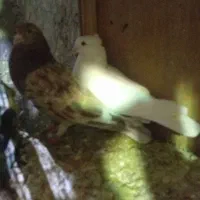 کبوتر تضمینی