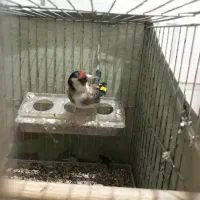 سهره|پرنده|ری, شهادت|دیوار