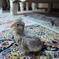 جوجه سرلاکی عروس هلندی