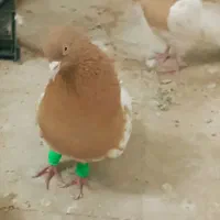 جفت کله زرد عتیقه