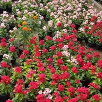 باغبان حرفه ای