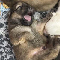 واگذاری توله سگ اشپیتز تریر