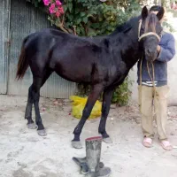 اسب نریان بنام باروت|اسب و تجهیزات اسب‌سواری|آستانه اشرفیه, |دیوار