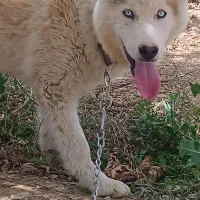 سگ هاسکی
